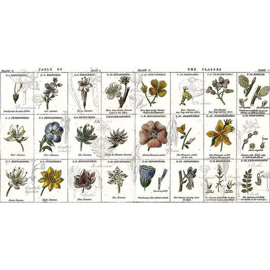 Sewing Seeds III Flower Classes White